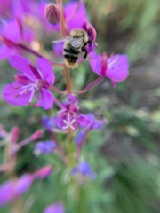 Bombus kirbiellus
