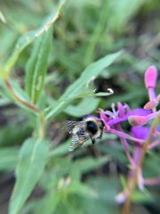 Bombus kirbiellus