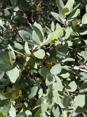 Quercus grisea