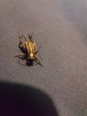 Gryllus