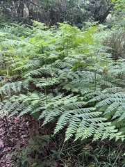 Hypolepis sparsisora