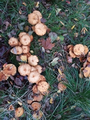 Fungi