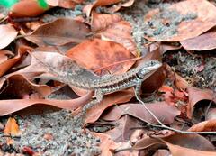 Tropidurus torquatus