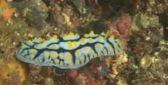Phyllidia varicosa