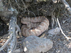 Crotalus tigris