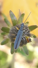 Oedemera lurida