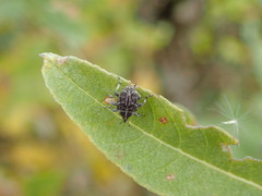 Mogulones geographicus