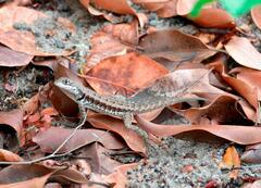 Tropidurus torquatus