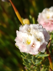Lachnaea densiflora