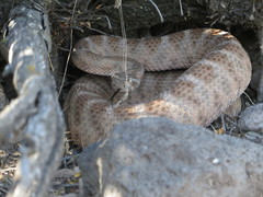 Crotalus tigris