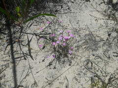 Lachnaea uniflora
