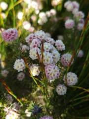 Lachnaea densiflora