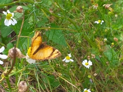 Tegosa