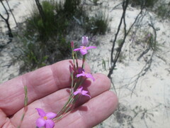 Lachnaea uniflora