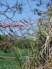 Tillandsia lorentziana