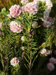 Lachnaea densiflora