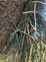 Tillandsia lorentziana