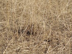 Latrodectus tredecimguttatus