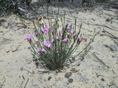 Lachnaea uniflora