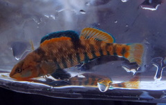 Etheostoma caeruleum