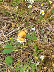 Tegosa