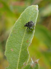 Mogulones geographicus