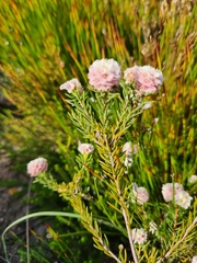 Lachnaea densiflora