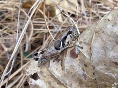 Melanoplus rusticus