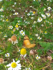 Tegosa