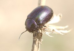 Chrysolina cerealis