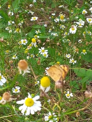 Tegosa