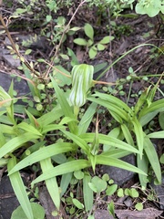 Pterostylis patens