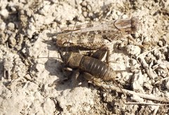 Melanogryllus desertus
