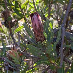 Protea neriifolia