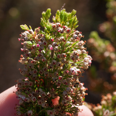 Erica hispidula