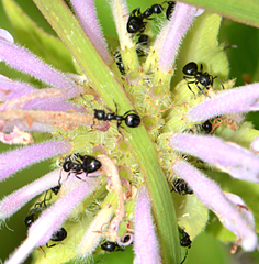 Dolichoderus taschenbergi