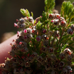 Erica hispidula