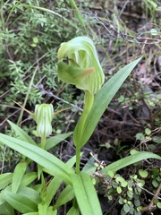 Pterostylis patens