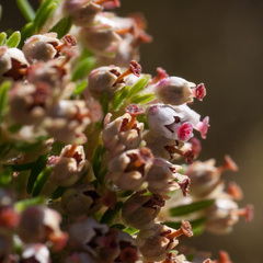 Erica hispidula