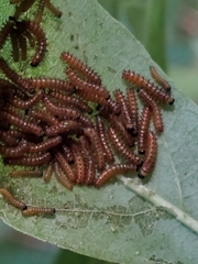 Acraea horta