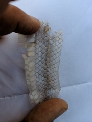 Lampropeltis catalinensis