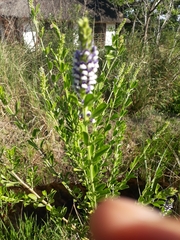Psoralea spicata