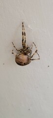 Araneus diadematus