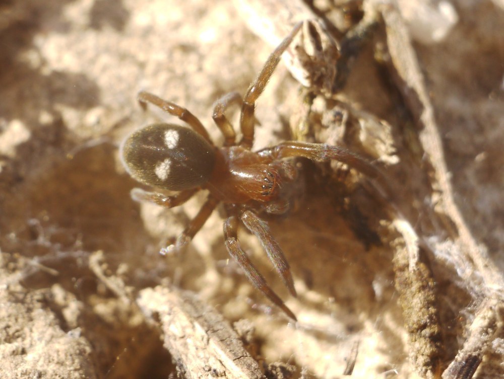 Titanoeca schineri