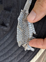 Lampropeltis catalinensis