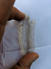 Lampropeltis catalinensis