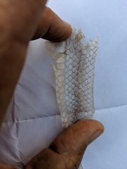 Lampropeltis catalinensis