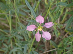 Fagonia cretica