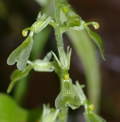 Neottia convallarioides