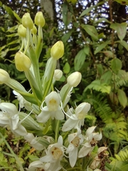 Habenaria monorrhiza
